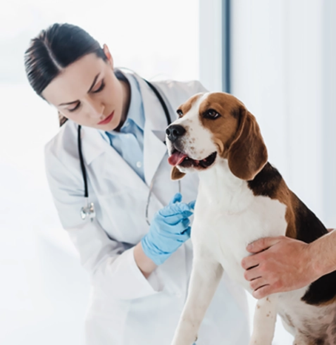 Kalkandere Veteriner